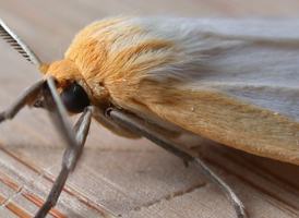 Delicate Cycnia